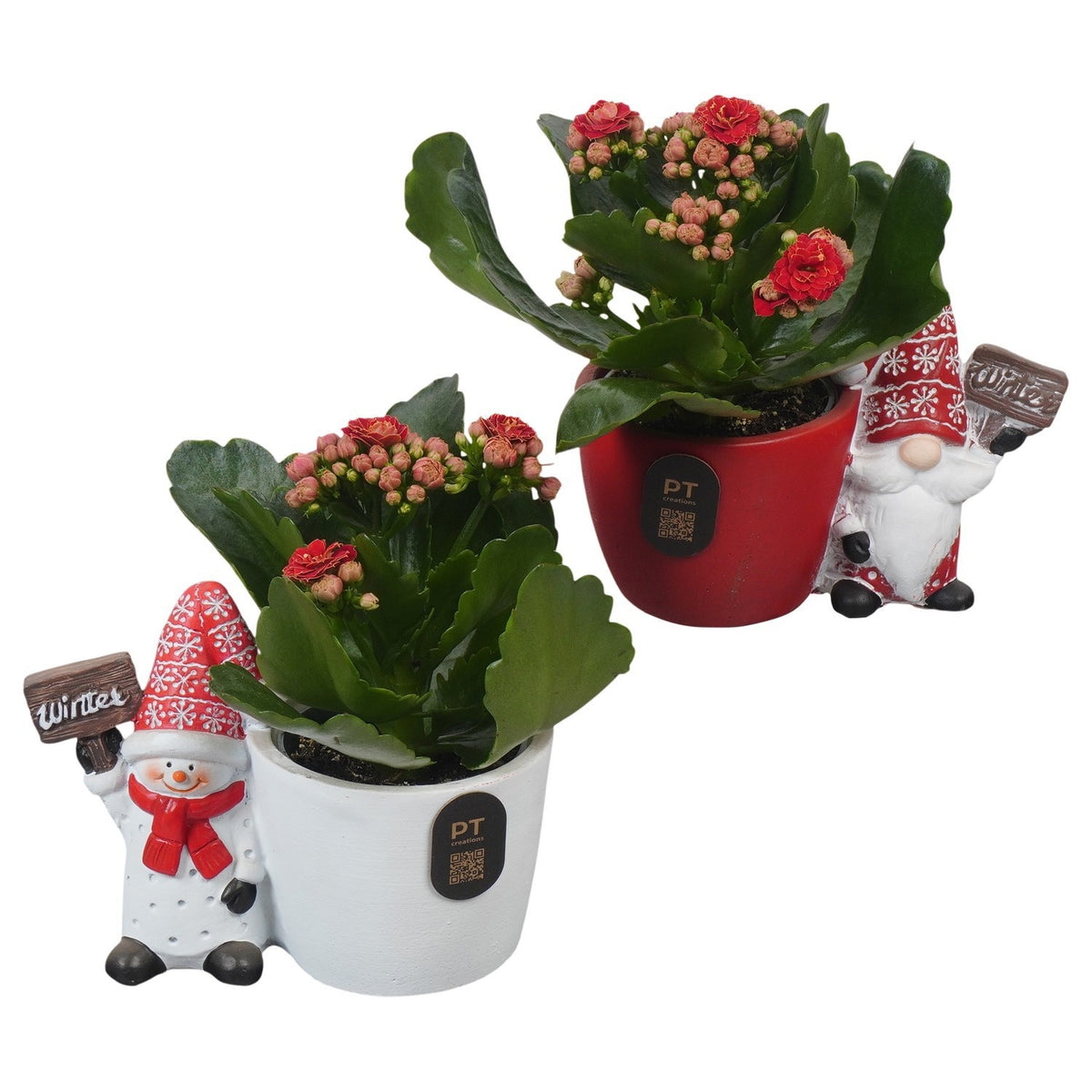 Christmas arrangement 15cm 12cm Pot