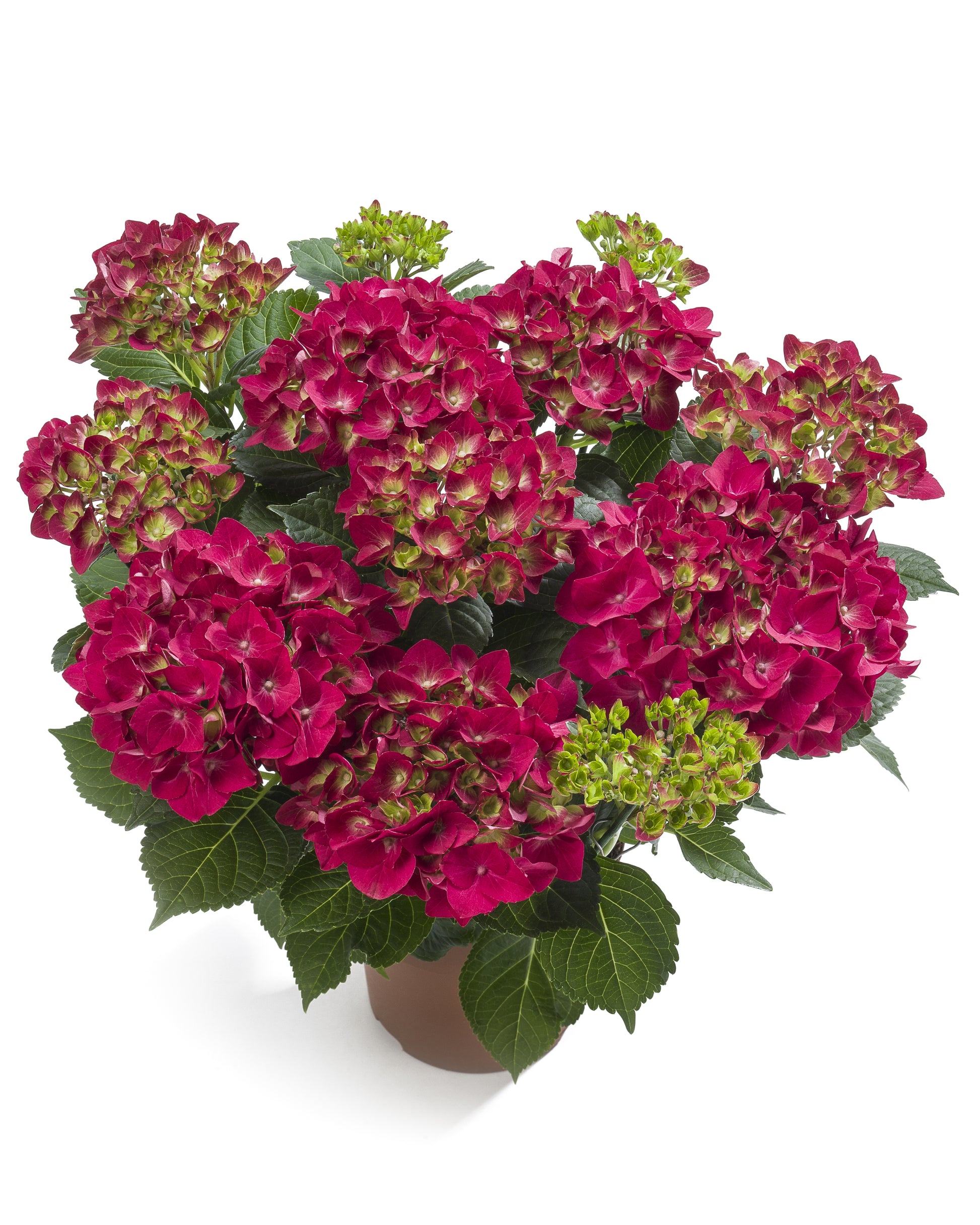 Hydrangea macrophylla red 40cm 14cm Pot