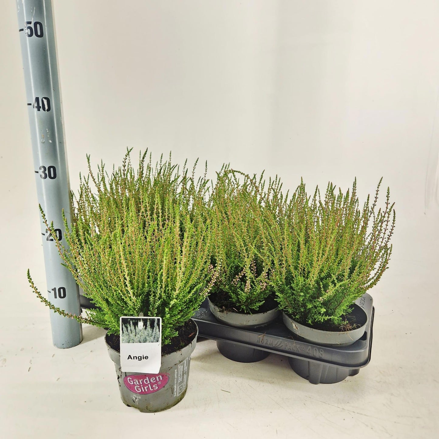 Calluna Garden Girls Angie 30cm 13cm Pot
