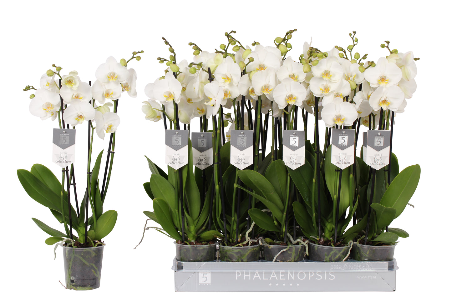 Vijverberg BV, kw. Piet Phalaenopsis Nottingham Pack of 10