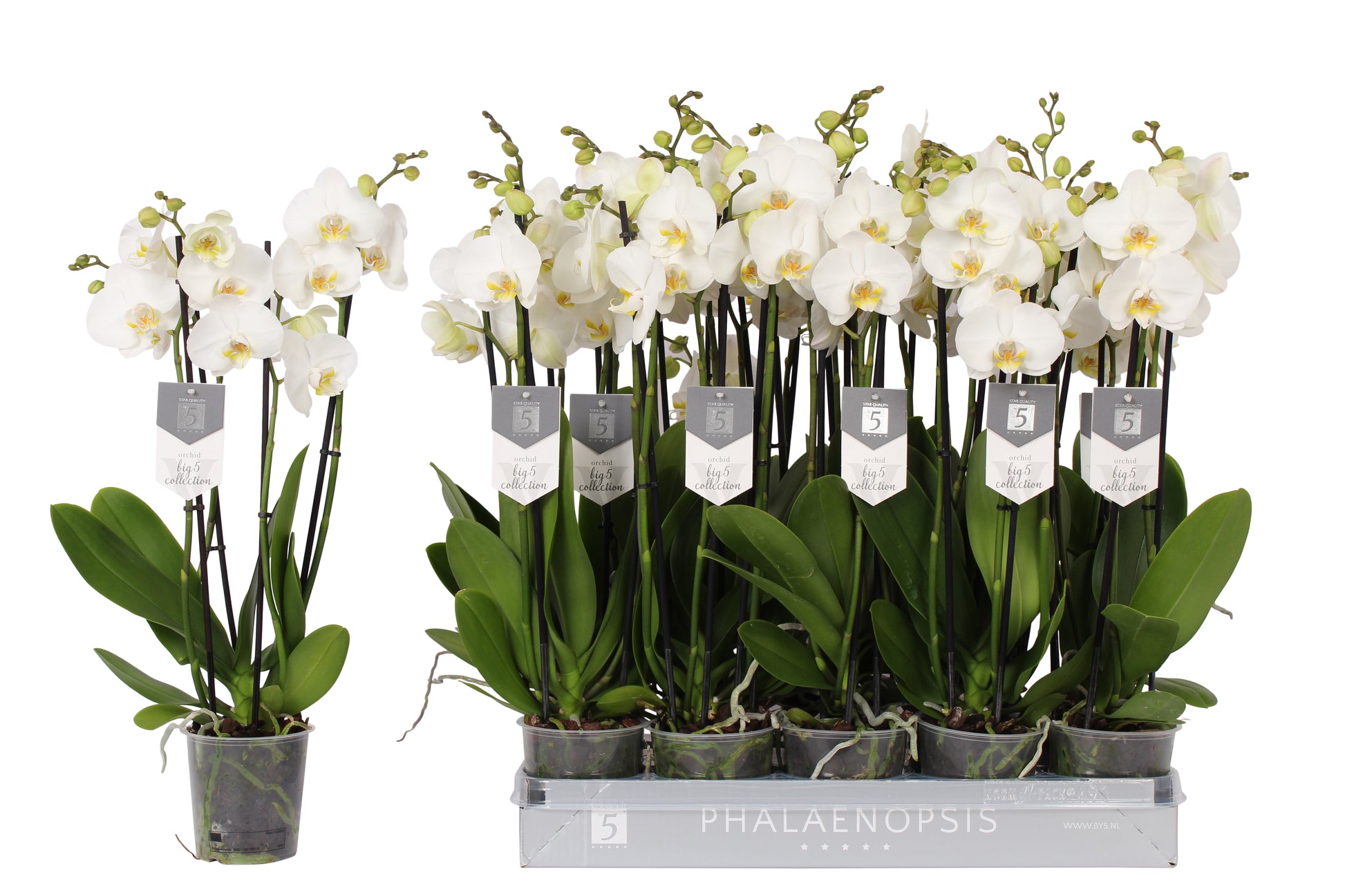 Vijverberg BV, kw. Piet Phalaenopsis Nottingham Pack of 10