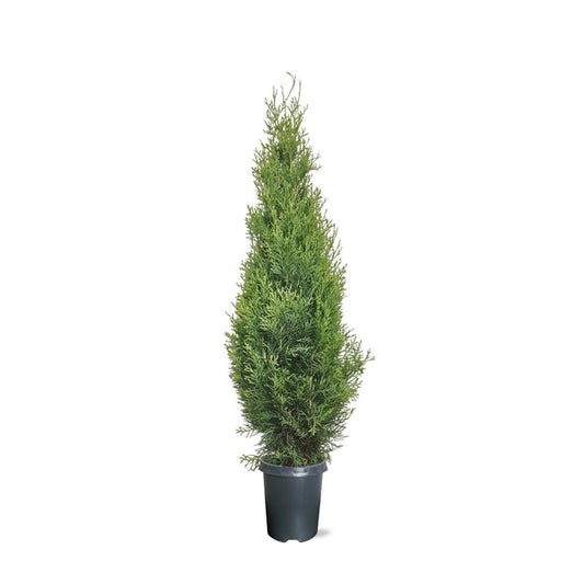 Thuja occidentalis Smaragd 90cm 21cm Pot