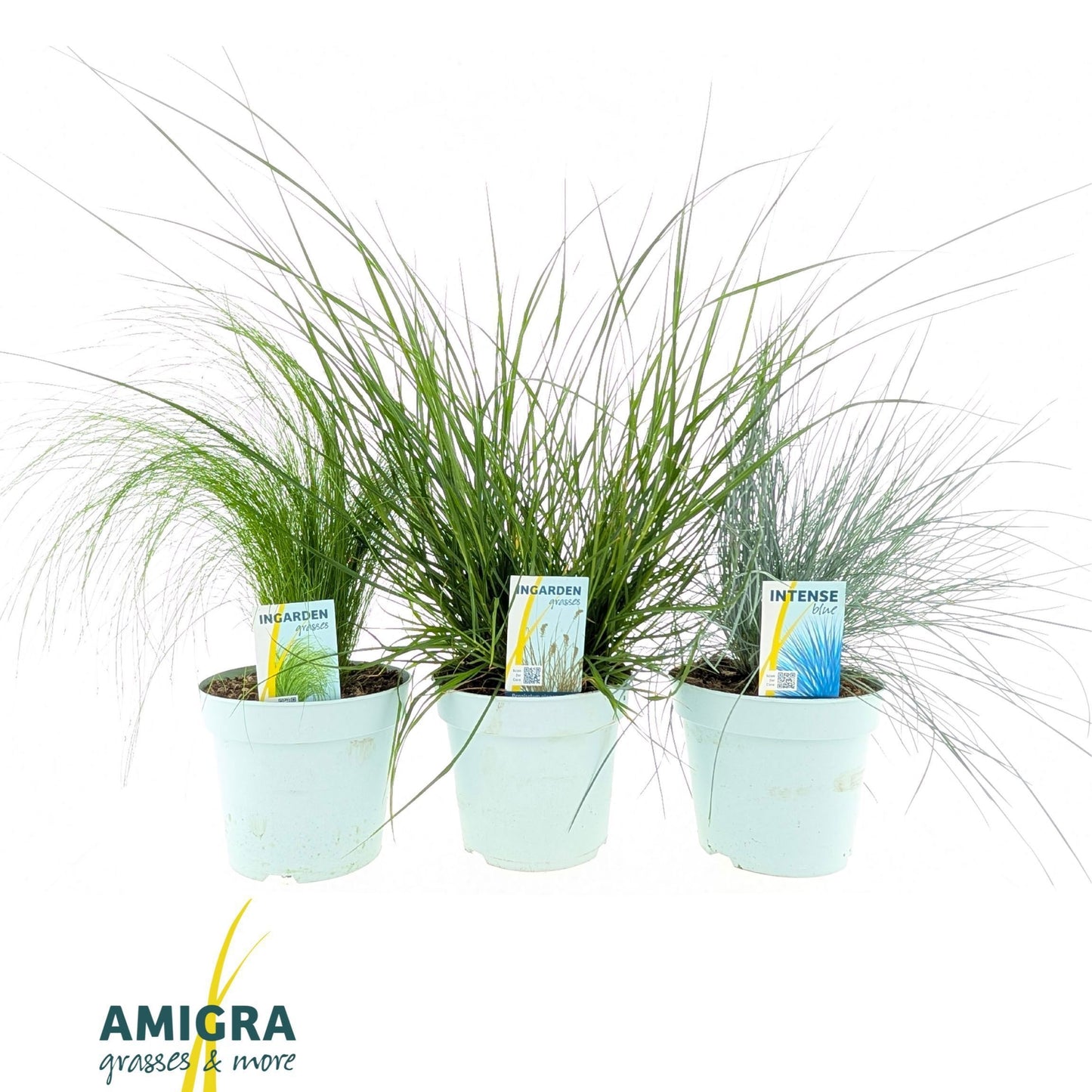 Grasses mix 40cm 17cm Pot