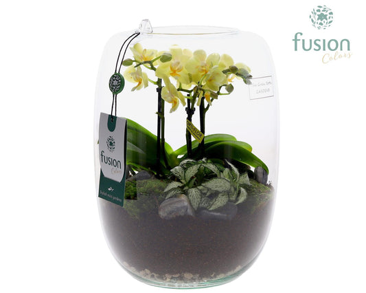 Green Bottle Isabella Large met Phalaenopsis Arrangement 2pp 25cm 19cm Pot