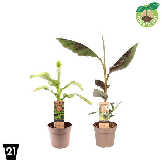 Musa basjoo (Banana) 50cm 21cm Pot