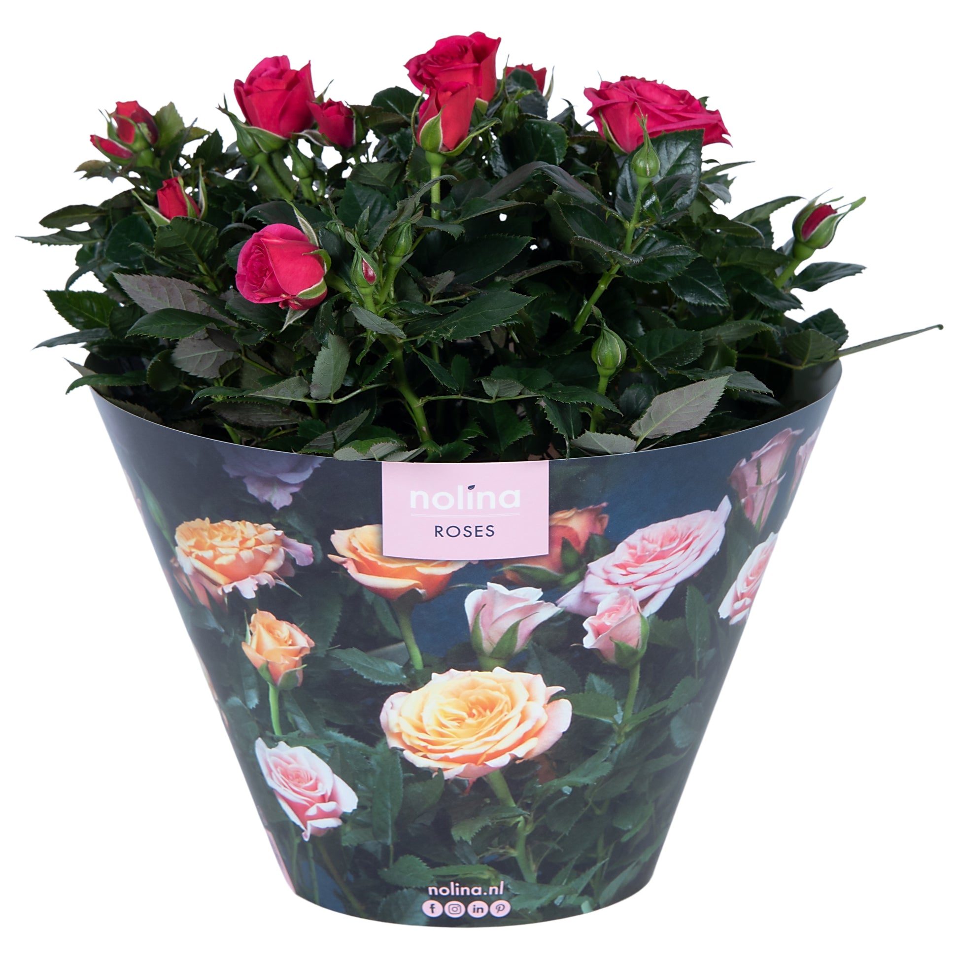 Roses PatioHit 38cm 23cm Pot