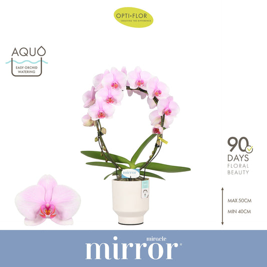 Phalaenopsis pink 50cm 12cm Pot