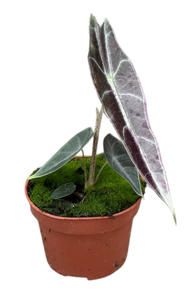 Alocasia amazonica 15cm 10.5cm Pot