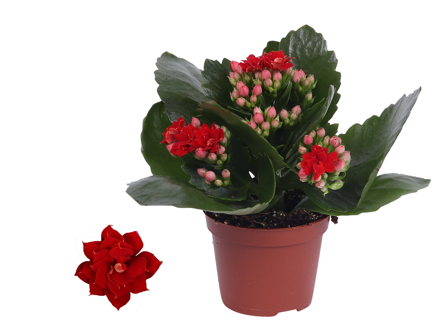Kalanchoe Rosalina Don Justino 12cm 6cm Pot