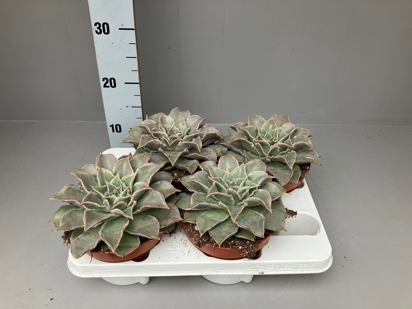 Echeveria Hybrid 15cm 15cm Pot