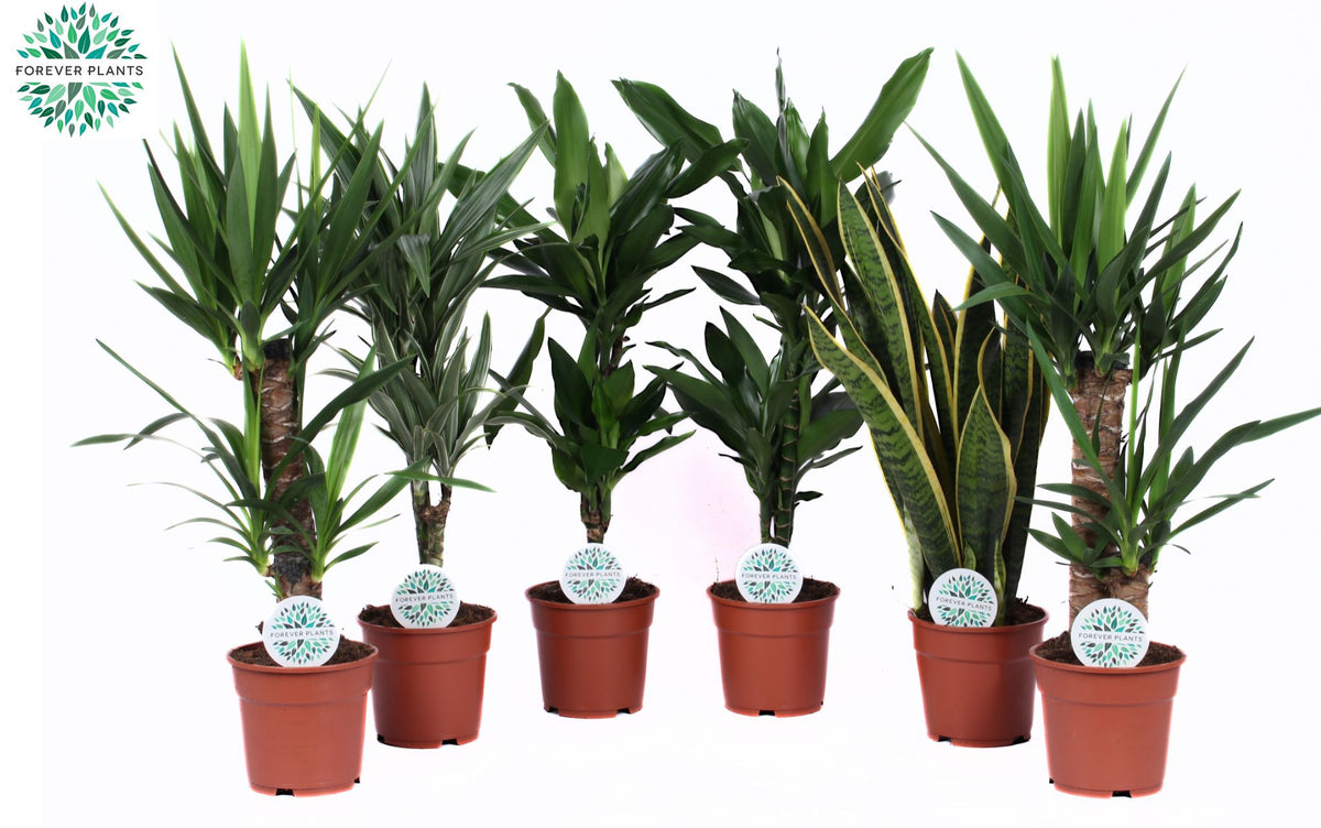 Foliage houseplants mix 60cm 17cm Pot
