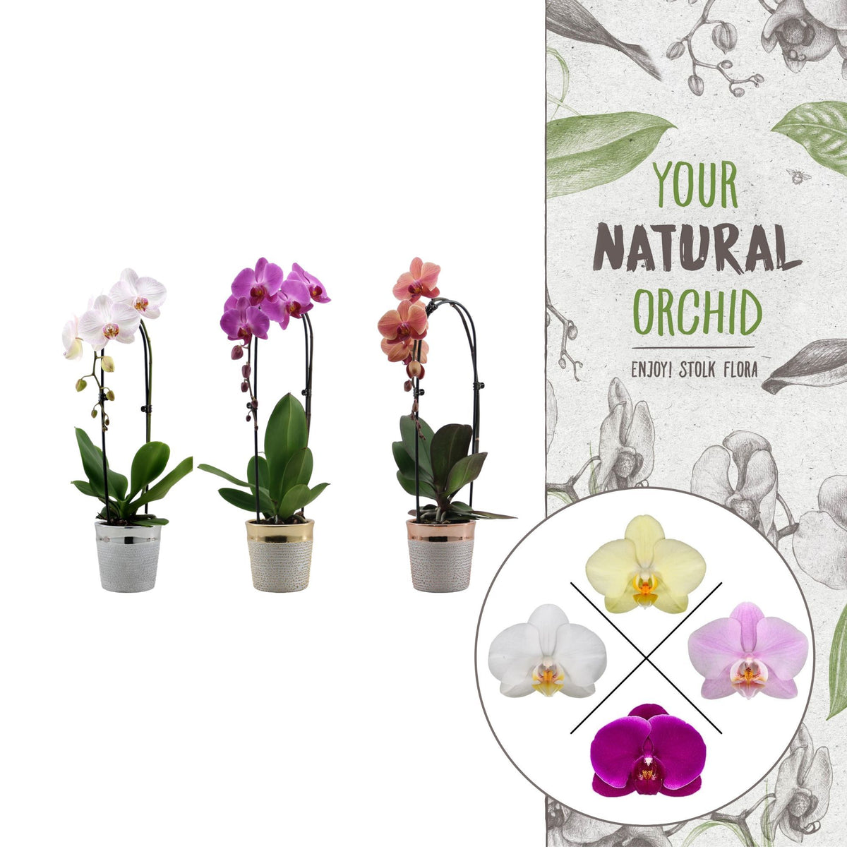 Phalaenopsis mix 45cm 12cm Pot