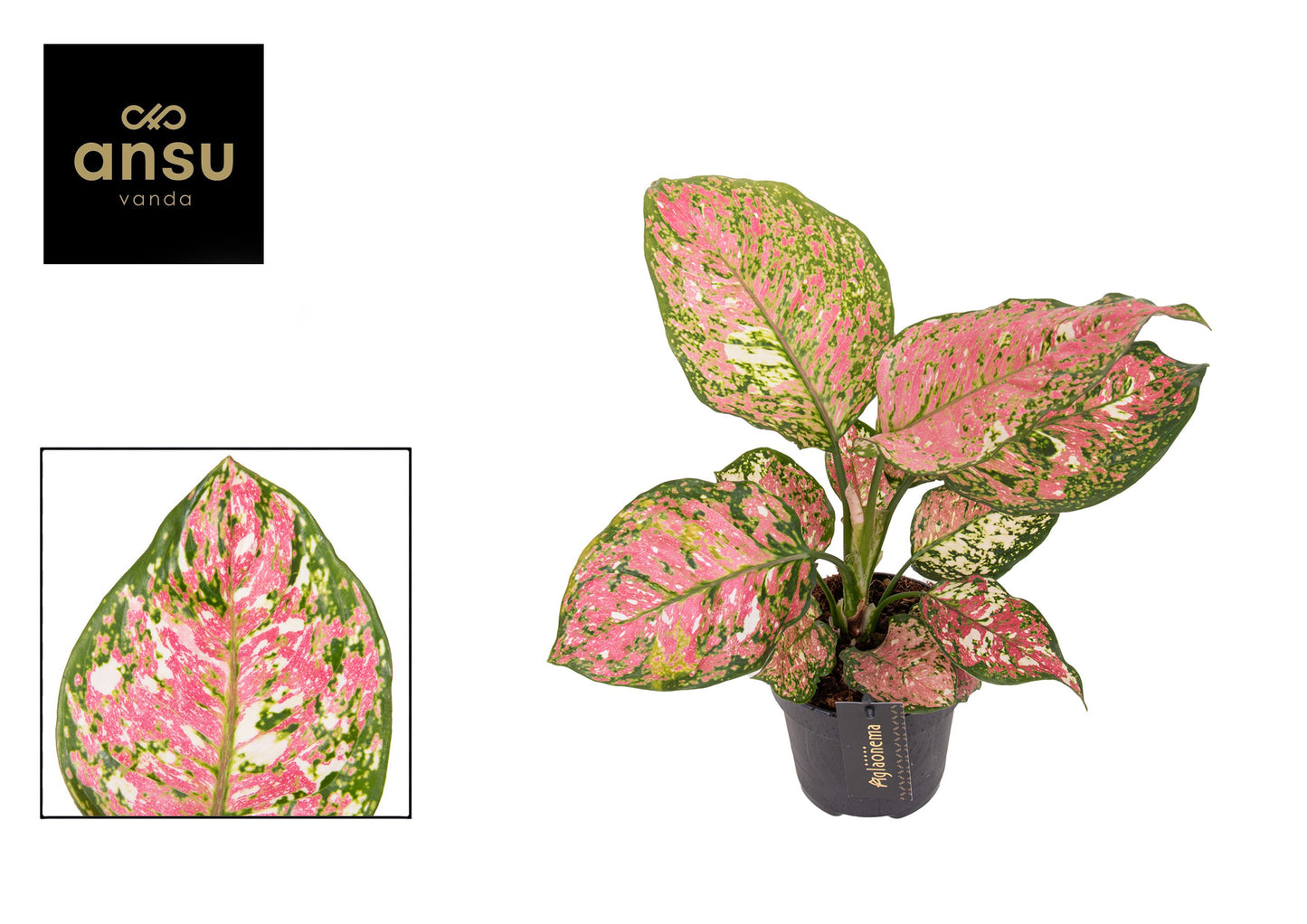 Aglaonema Jazzy Red 30cm 12cm Pot