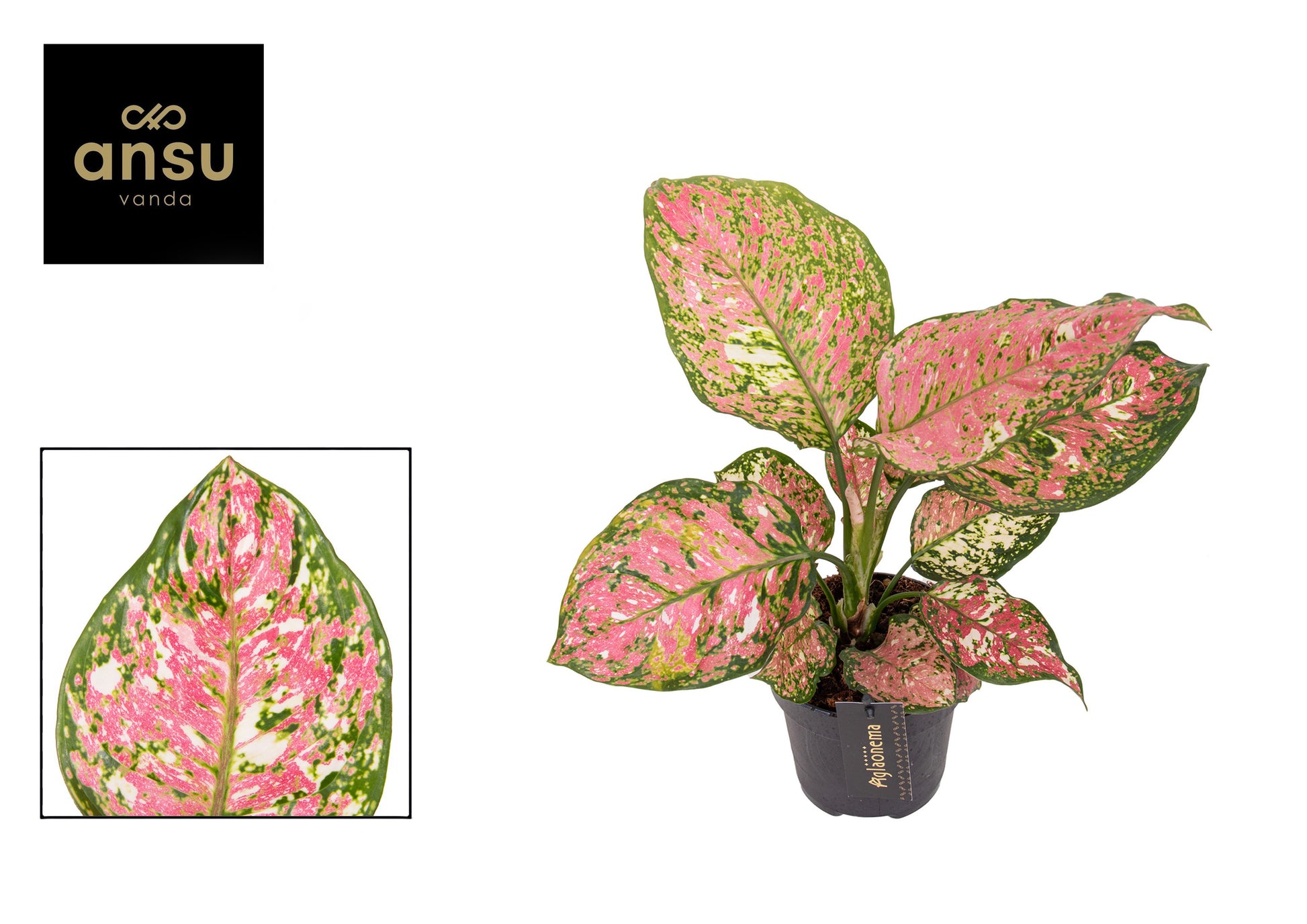 Aglaonema Jazzy Red 30cm 12cm Pot