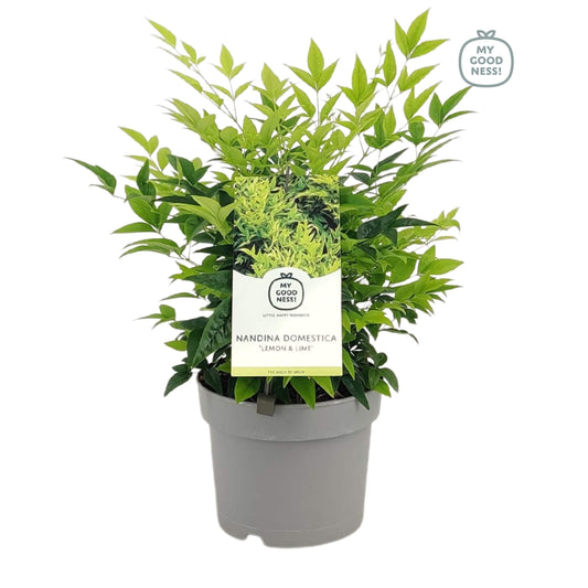 Nandina domestica 40cm 17cm Pot