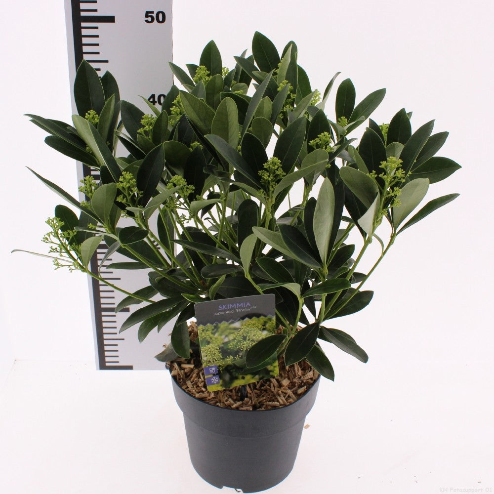 Snepvangers Tuinplanten Skimmia japonica Finchy Pack of 1