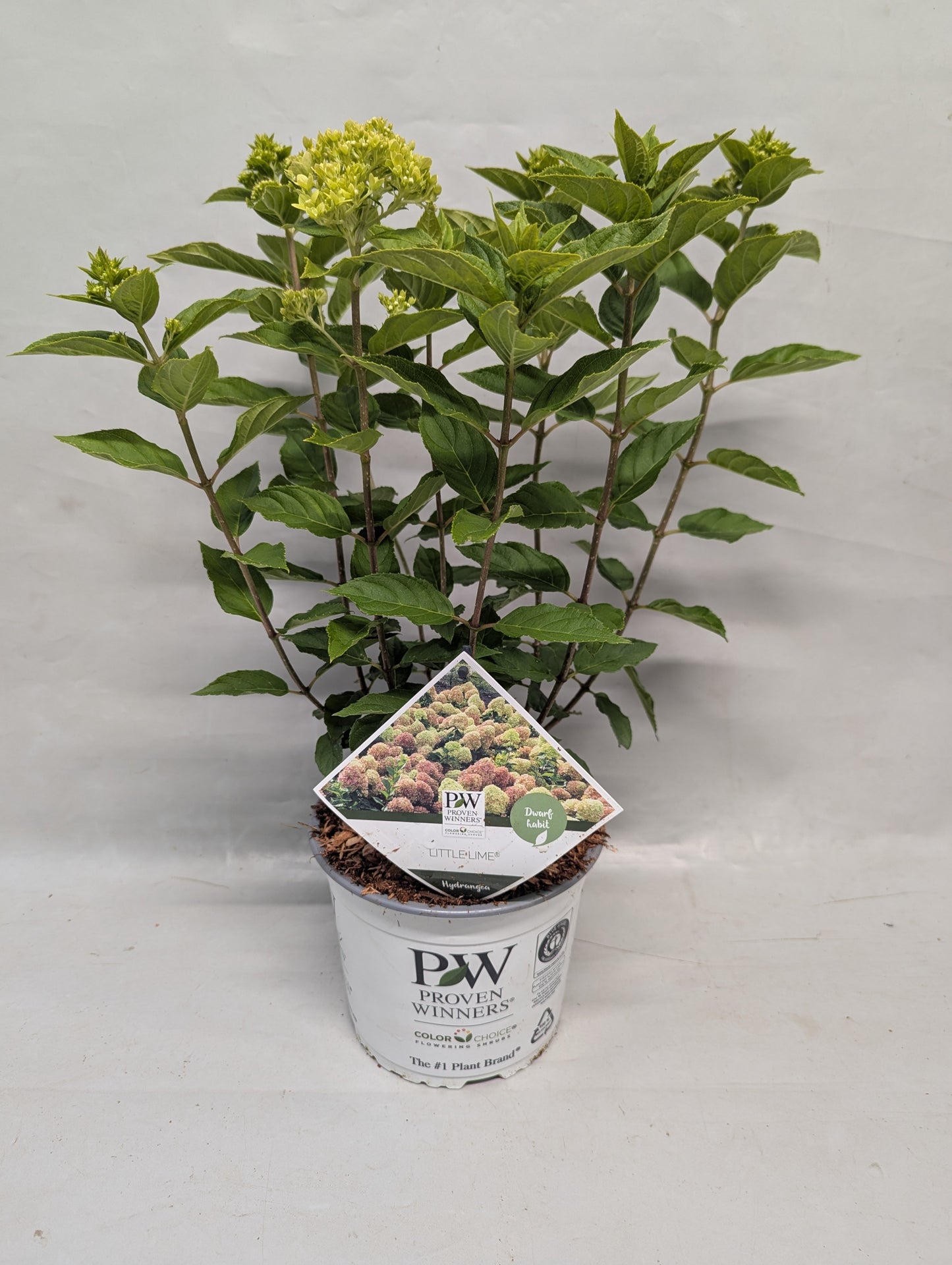 Mathot Potcultures, Jesper Hydrangea pan. Little lime Pack of 1