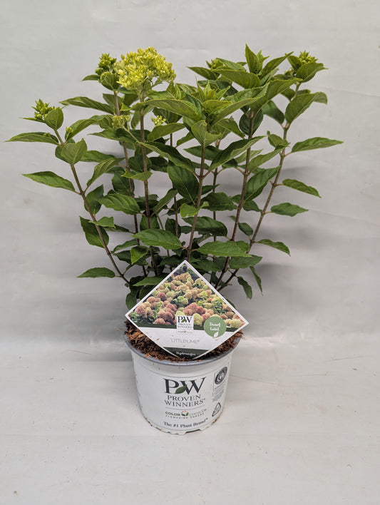 Hydrangea pan. Little lime 75cm 19cm Pot