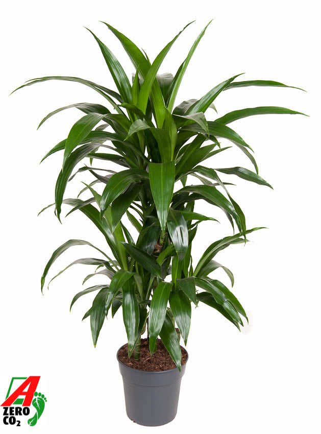 Dracaena fragrans Janet Craig 90cm 21cm Pot