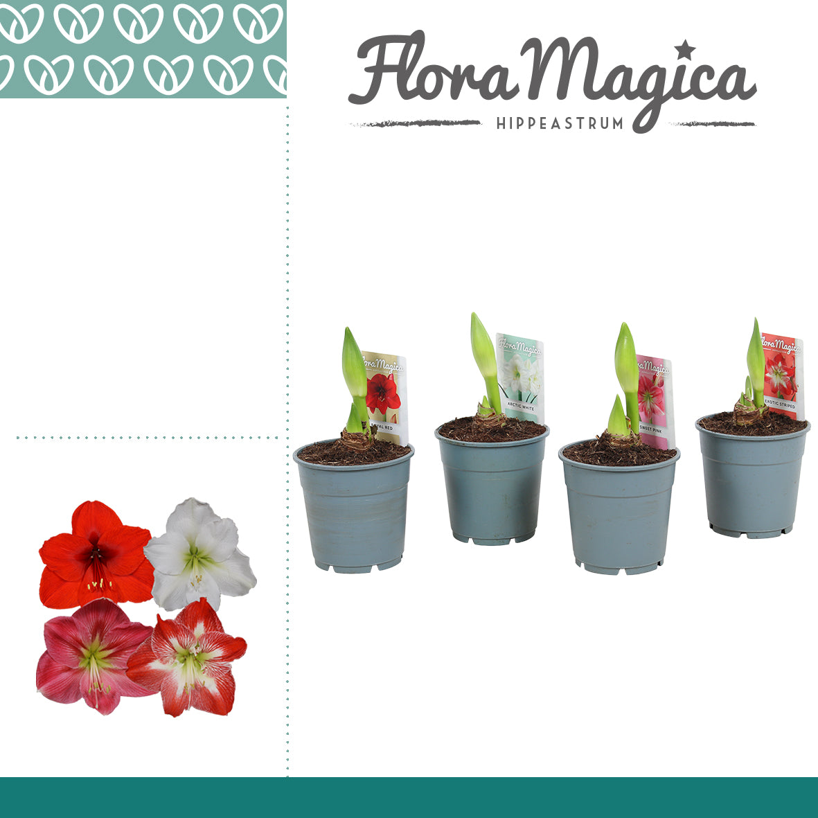 Hippeastrum 40cm 12cm Pot