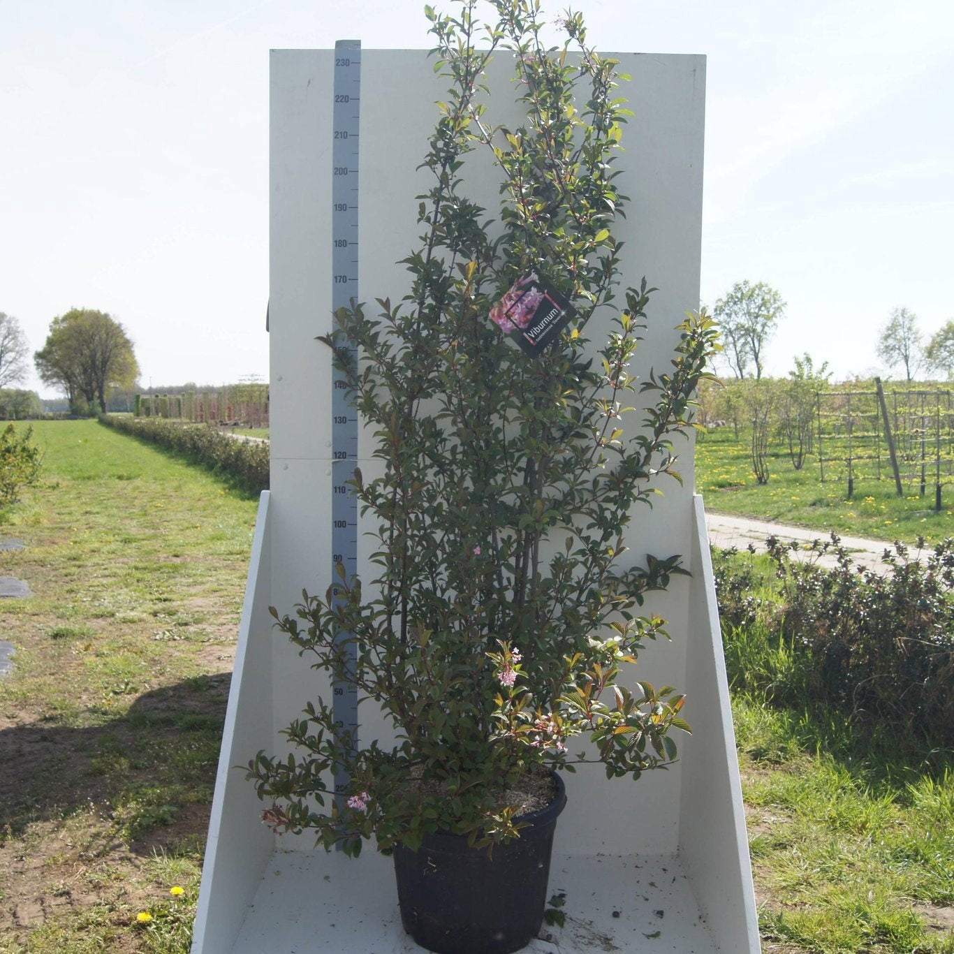Viburnum Dawn 240cm 55cm Pot