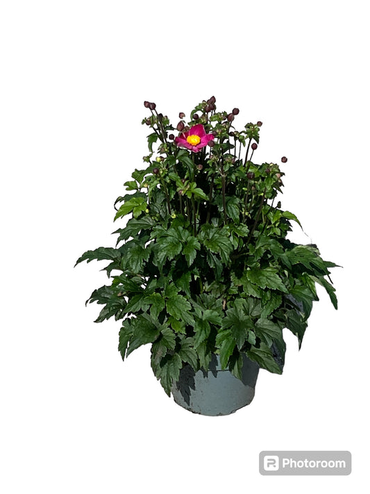 Anemone hupehensis 50cm 19cm Pot