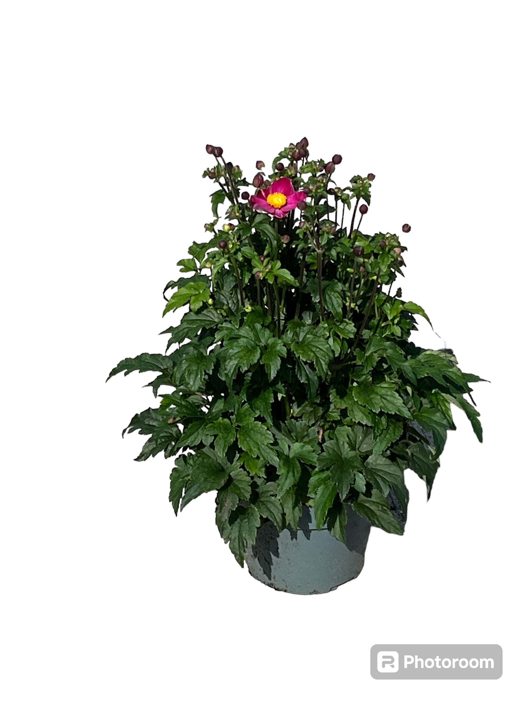 Roest, Mts. Anemone hupehensis Pack of 1