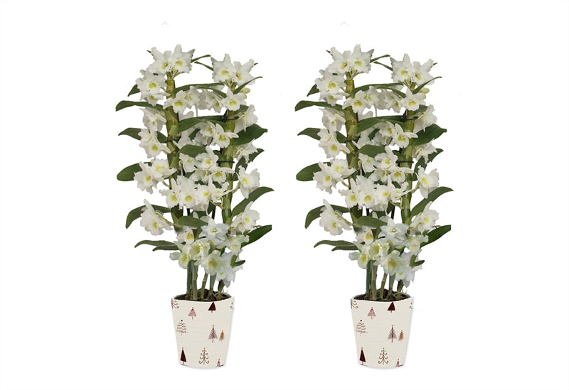 Dendrobium Apollon 50cm 12cm Pot