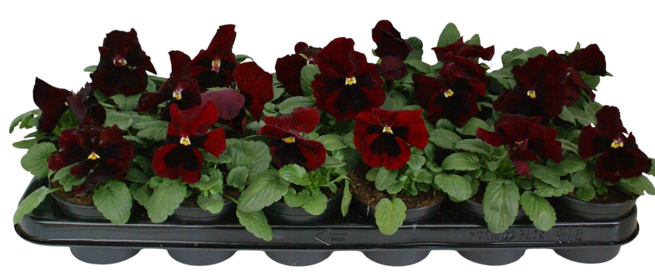 Zuidbaak Honselersdijk Viola Delta Red with Blotch Pack of 18