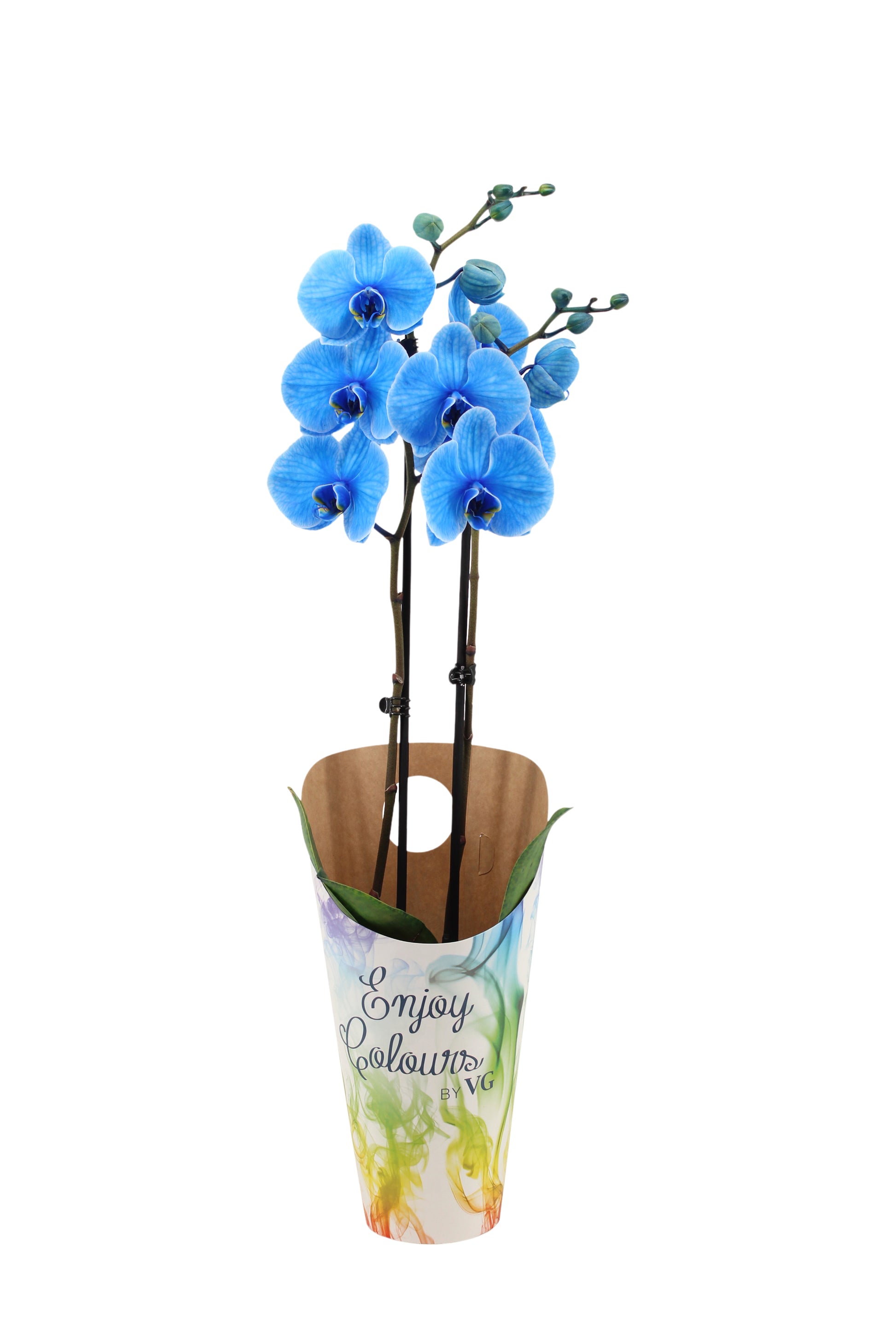 Phalaenopsis I Am Blue 55cm 12cm Pot