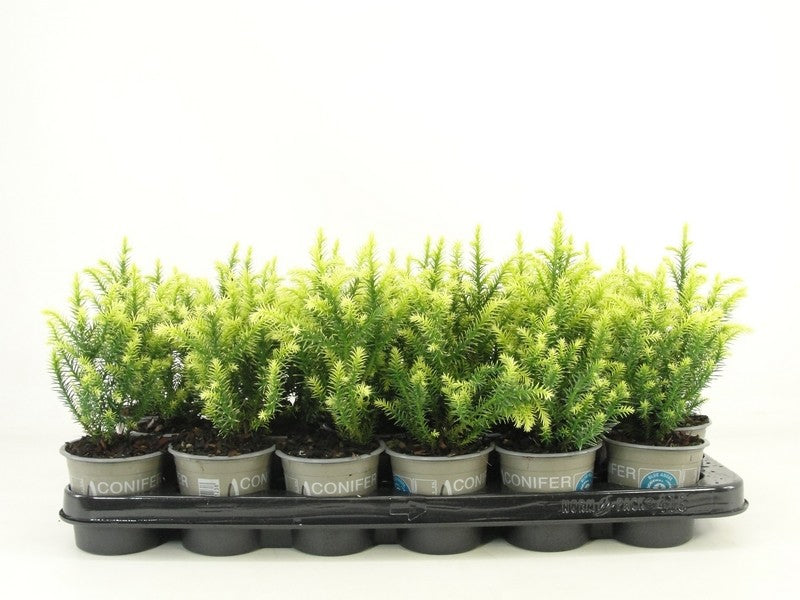 Bloemendaal, Fa.Kw. Cryptomeria Vilmorin Gold Pack of 18