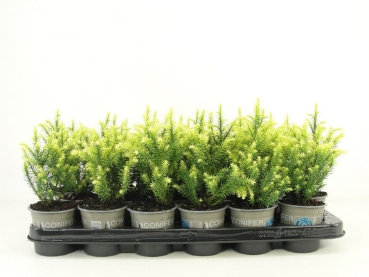 Bloemendaal, Fa.Kw. Cryptomeria Vilmorin Gold Pack of 18
