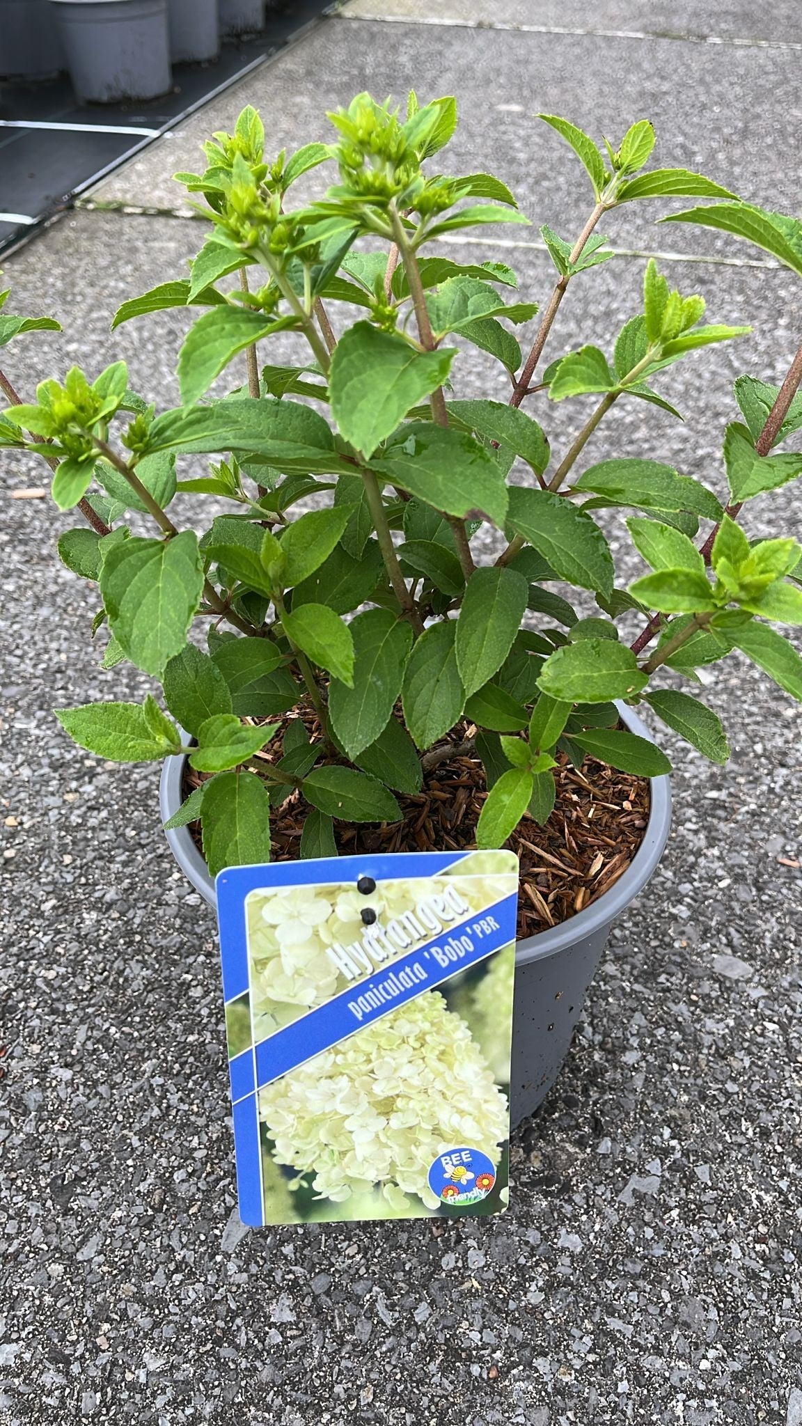 Hydrangea paniculata 25cm 19cm Pot