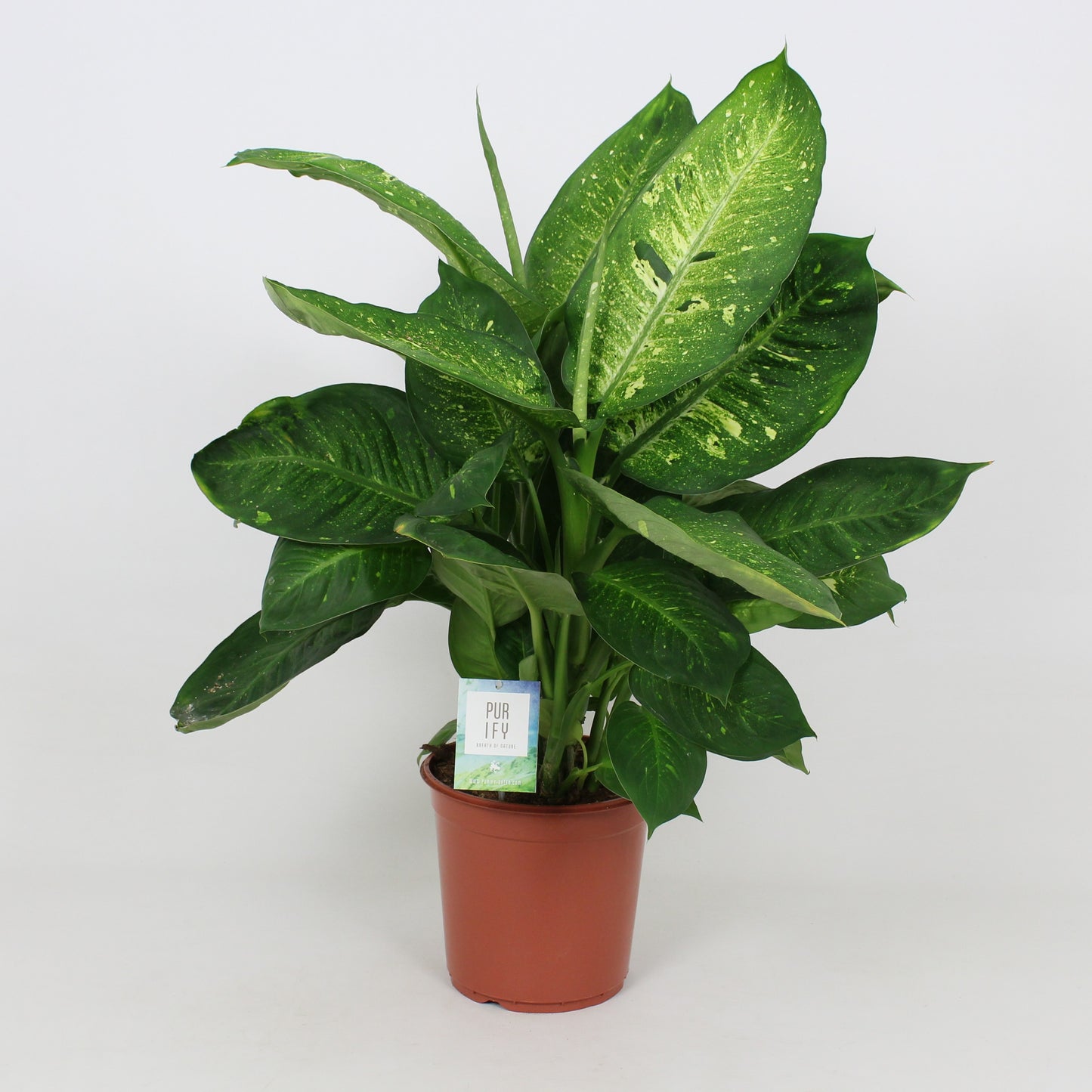 Elstgeest Potplanten Dieffenbachia Living Fantasy Pack of 3
