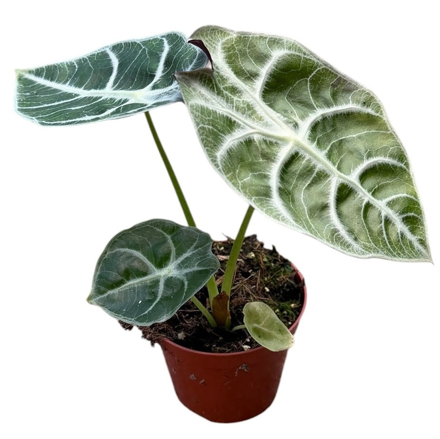 Alocasia amazonica 12cm 8cm Pot