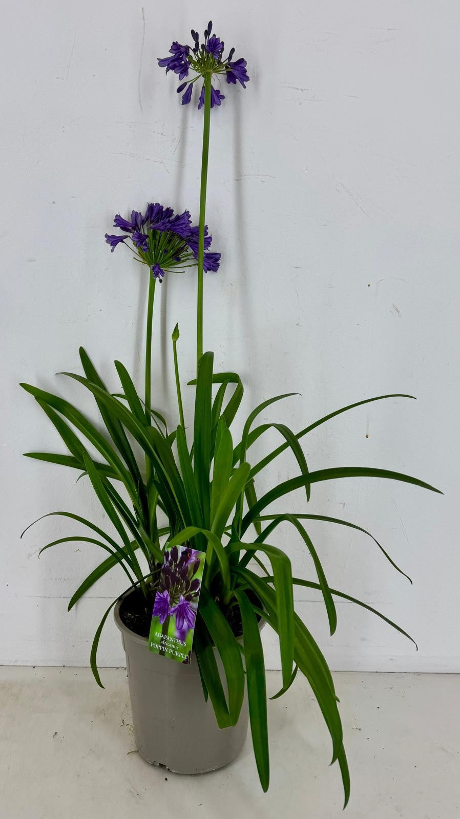 Agapanthus Poppin Purple 75cm 22cm Pot