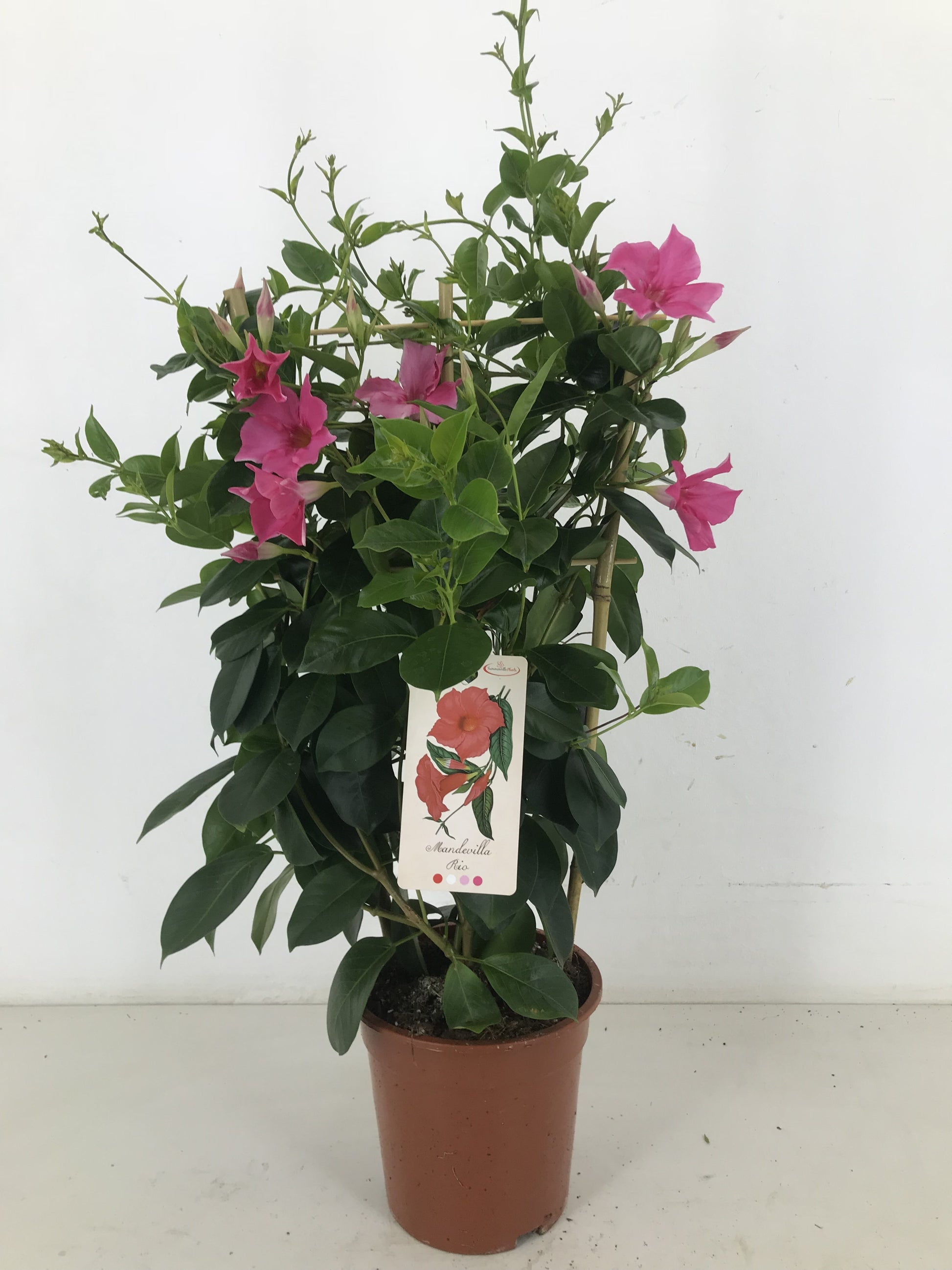 Mandevilla Rio Elegant Coral Pink 65cm 19cm Pot