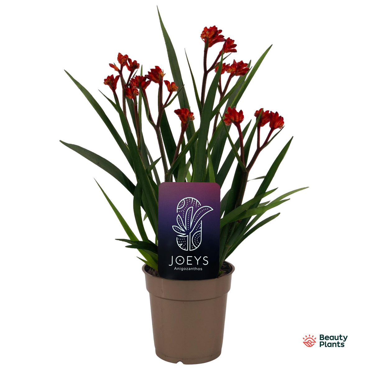 Anigozanthos Beauty Red 40cm 12cm Pot