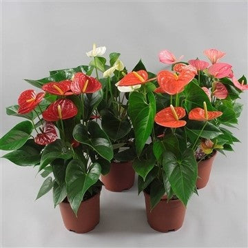 Anthurium mix 55cm 17cm Pot