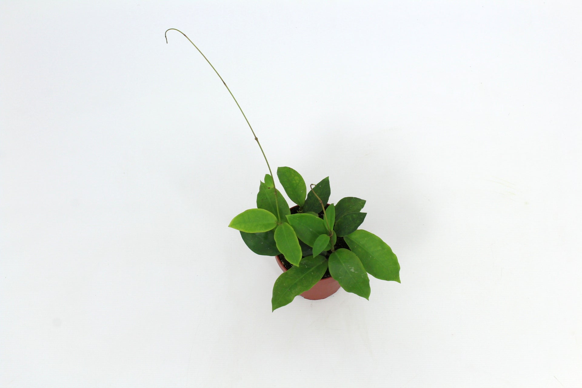 Hoya australis 15cm 12cm Pot
