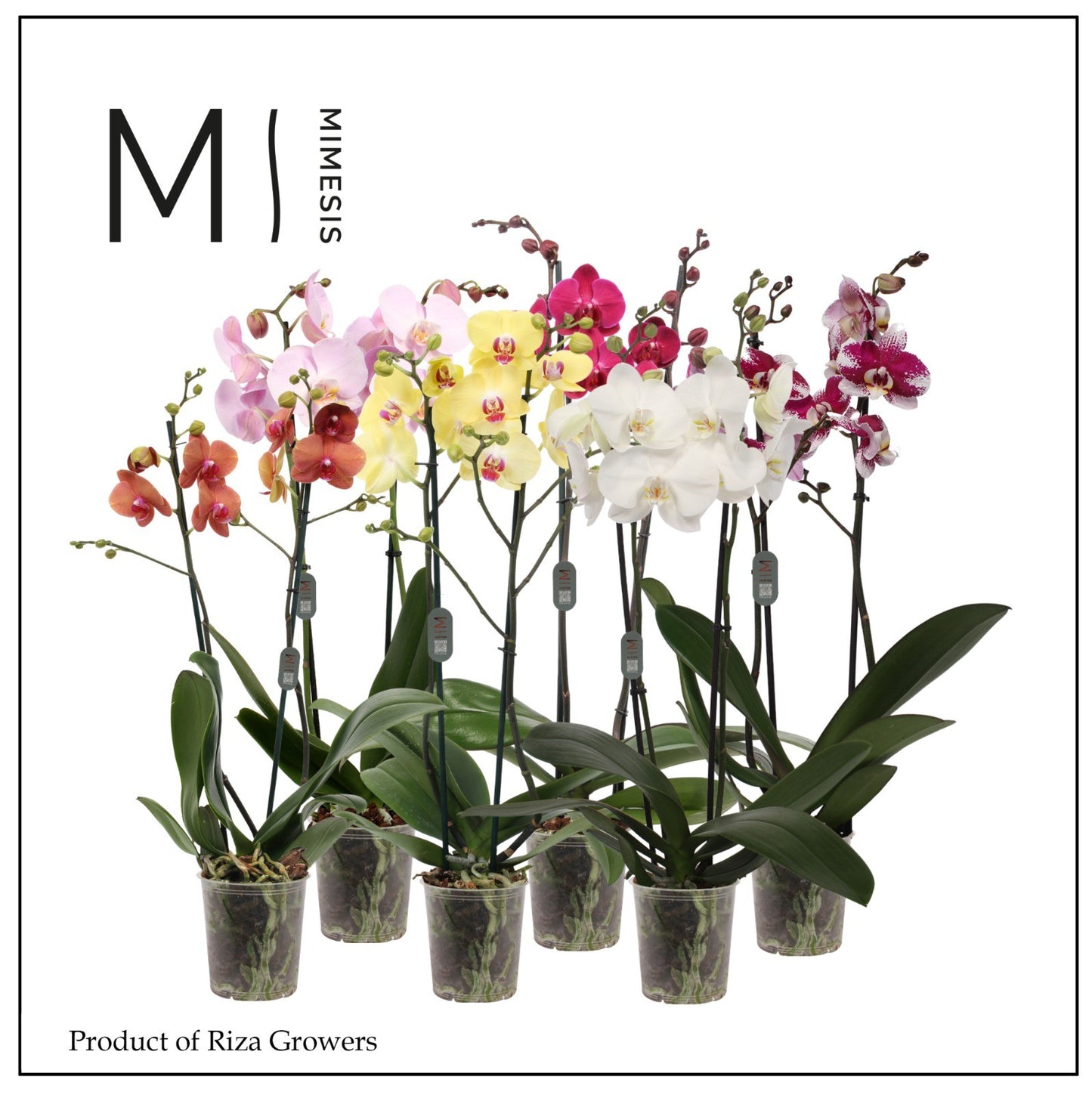 Phalaenopsis mix 70cm 12cm Pot