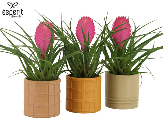 Tillandsia Vincent 30cm 9cm Pot