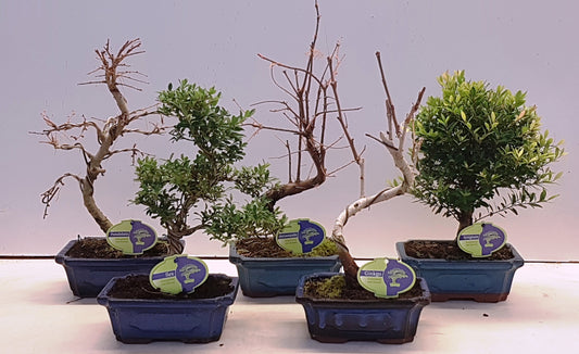 Bonsai mix (outdoor) 30cm 15cm Pot