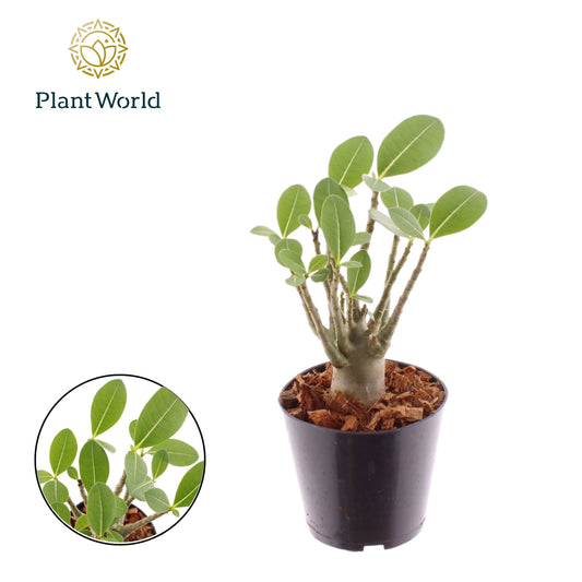 Adenium obesum 25cm 12cm Pot