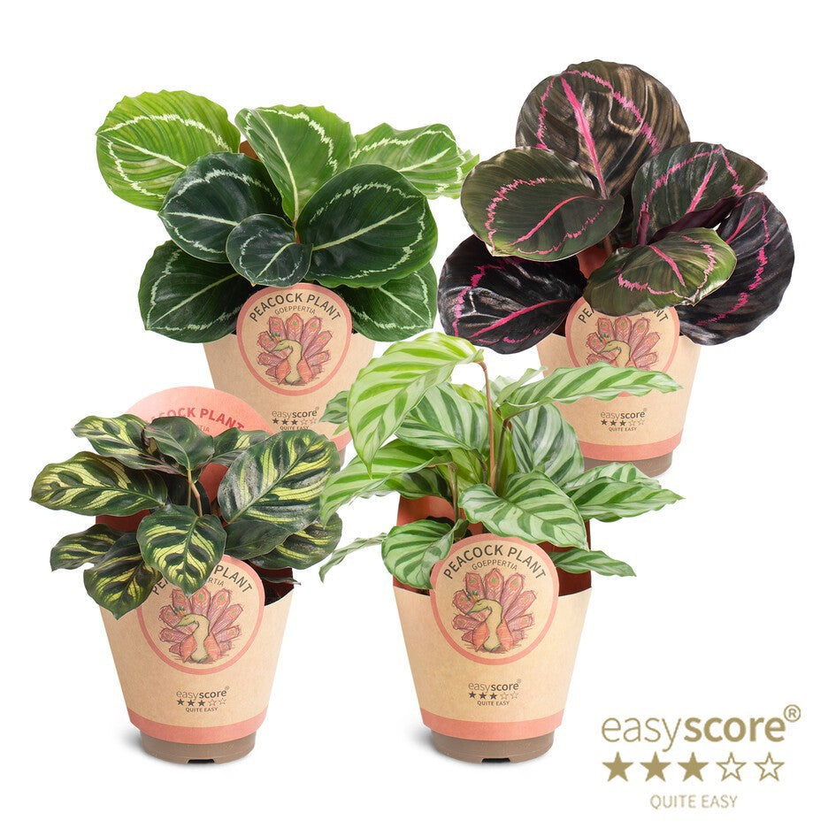 Wholesale mixed houseplant selections