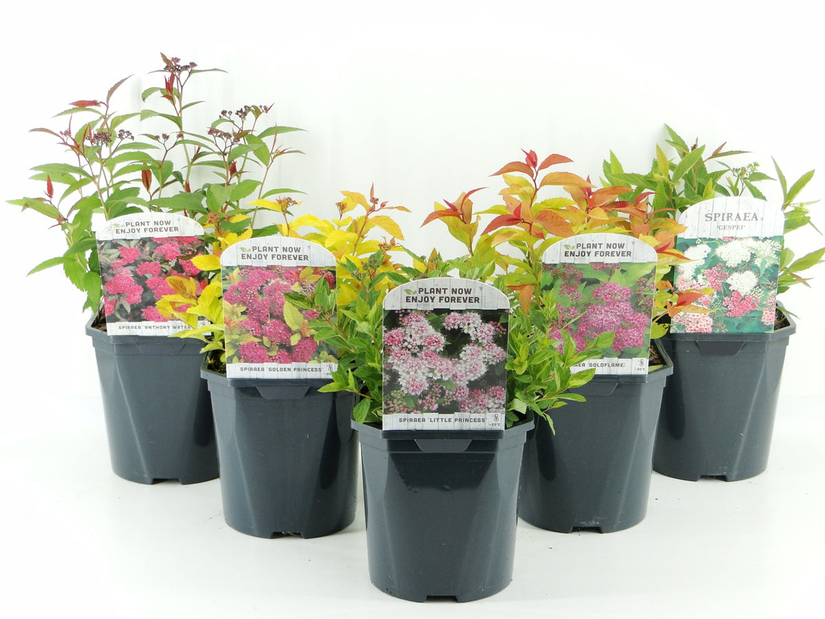 Spiraea japonica mix 25cm 17cm Pot
