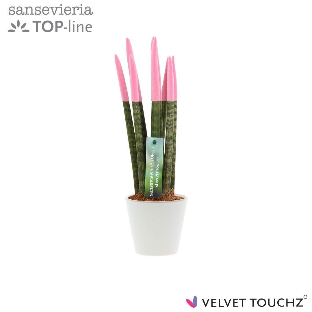 Sansevieria cylindrica 32cm 8.5cm Pot