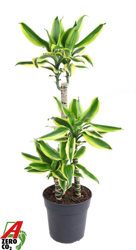 Dracaena fragrans 110cm 21cm Pot