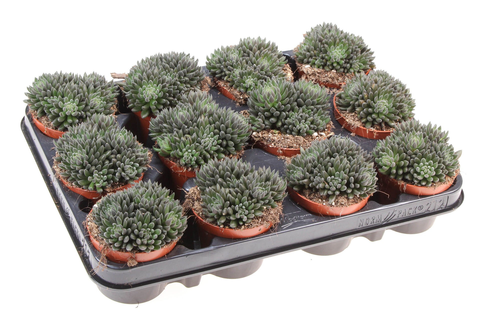 Sinocrassula yunnanensis 10cm Special Pot (508)