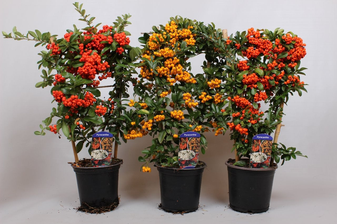Pyracantha Mix 60cm 19cm Pot